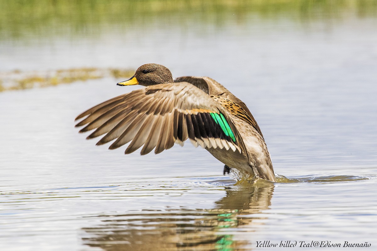 Yellow-billed Teal - ML620608789