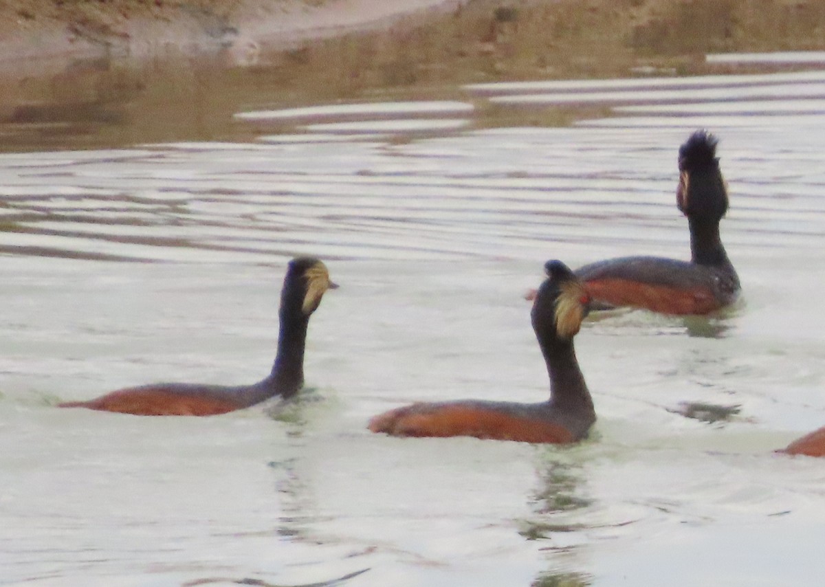 Eared Grebe - ML620608792