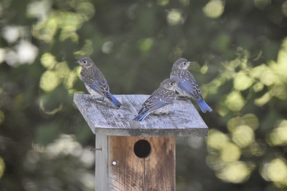 Eastern Bluebird - ML620608793