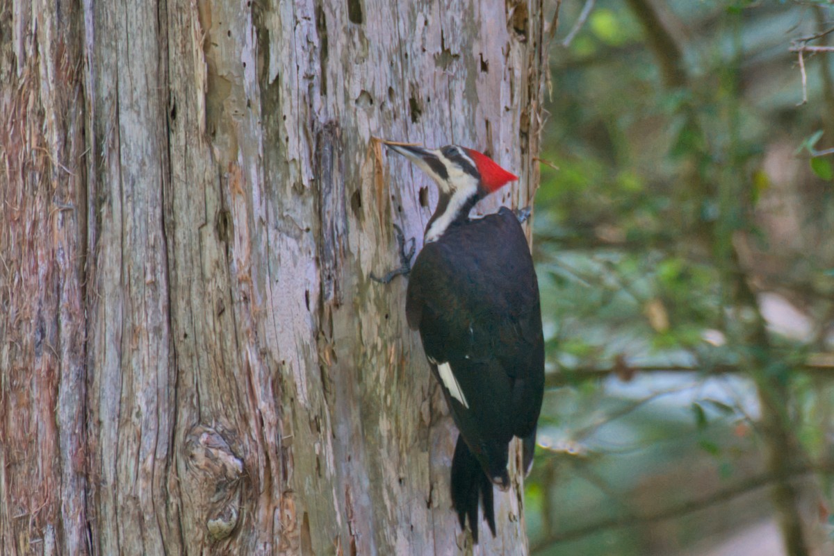 Pileated Woodpecker - ML620608794