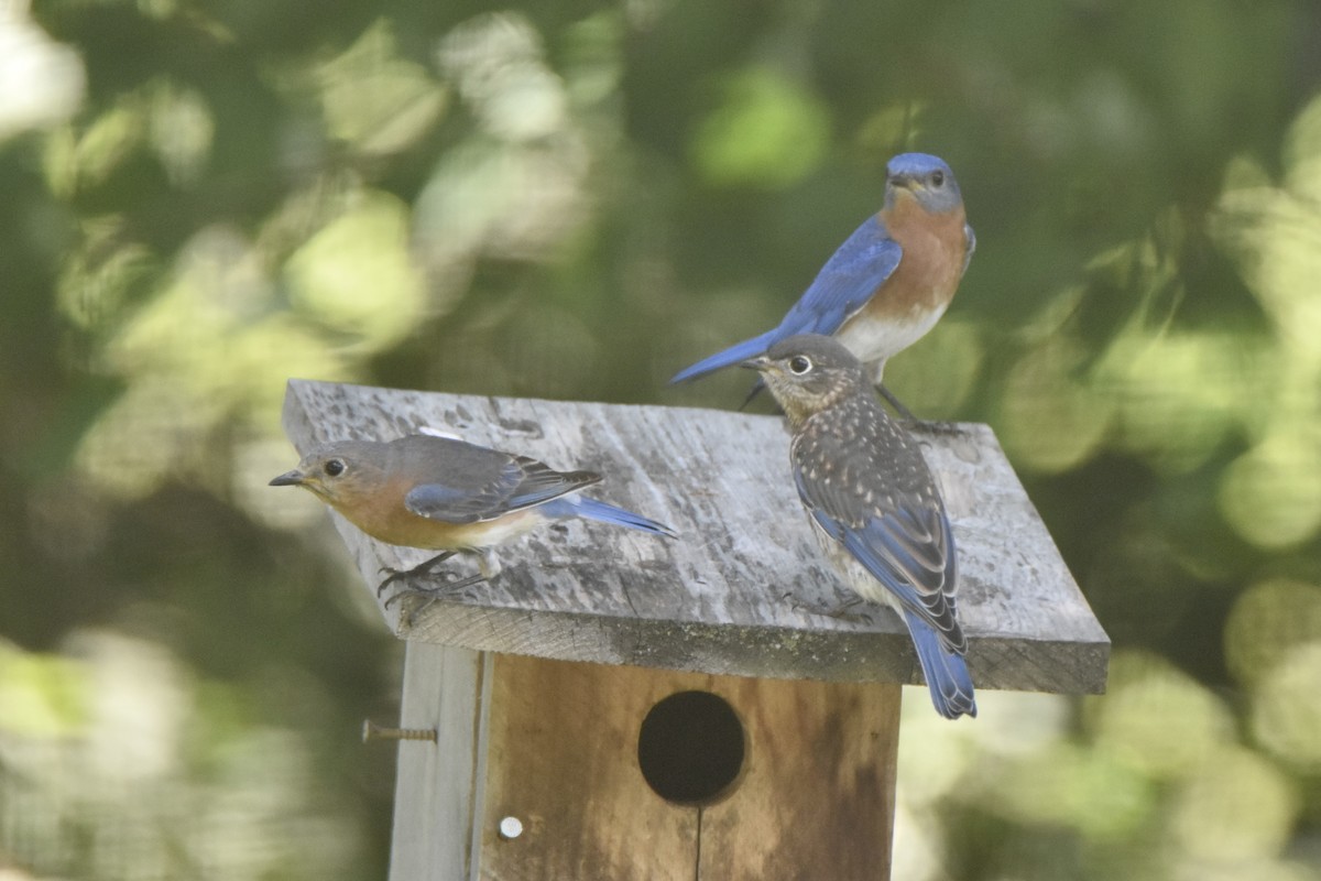 Eastern Bluebird - ML620608795