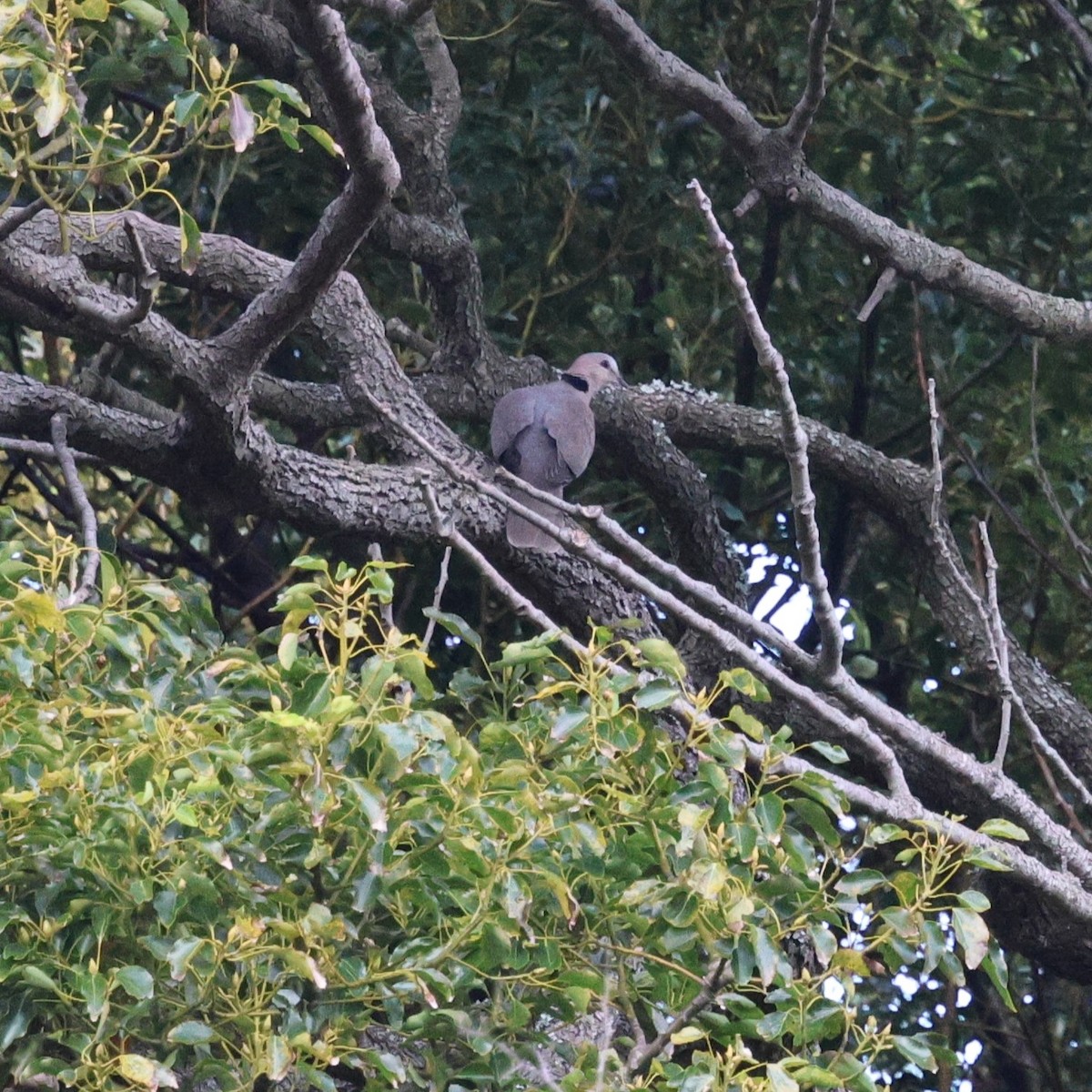 Red-eyed Dove - ML620608797