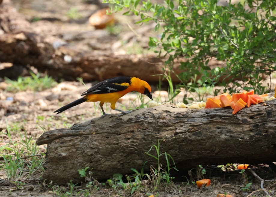 Oriole à gros bec - ML620608799