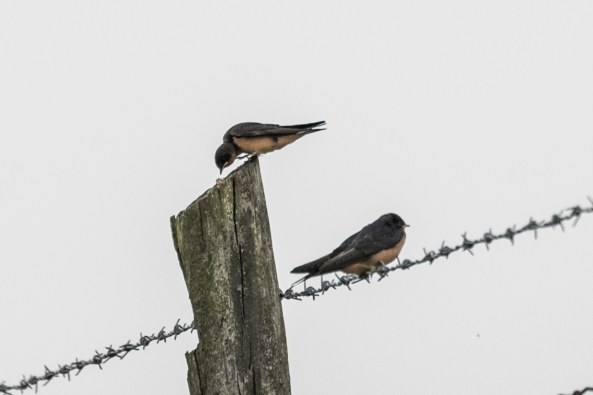 Barn Swallow - ML620608800