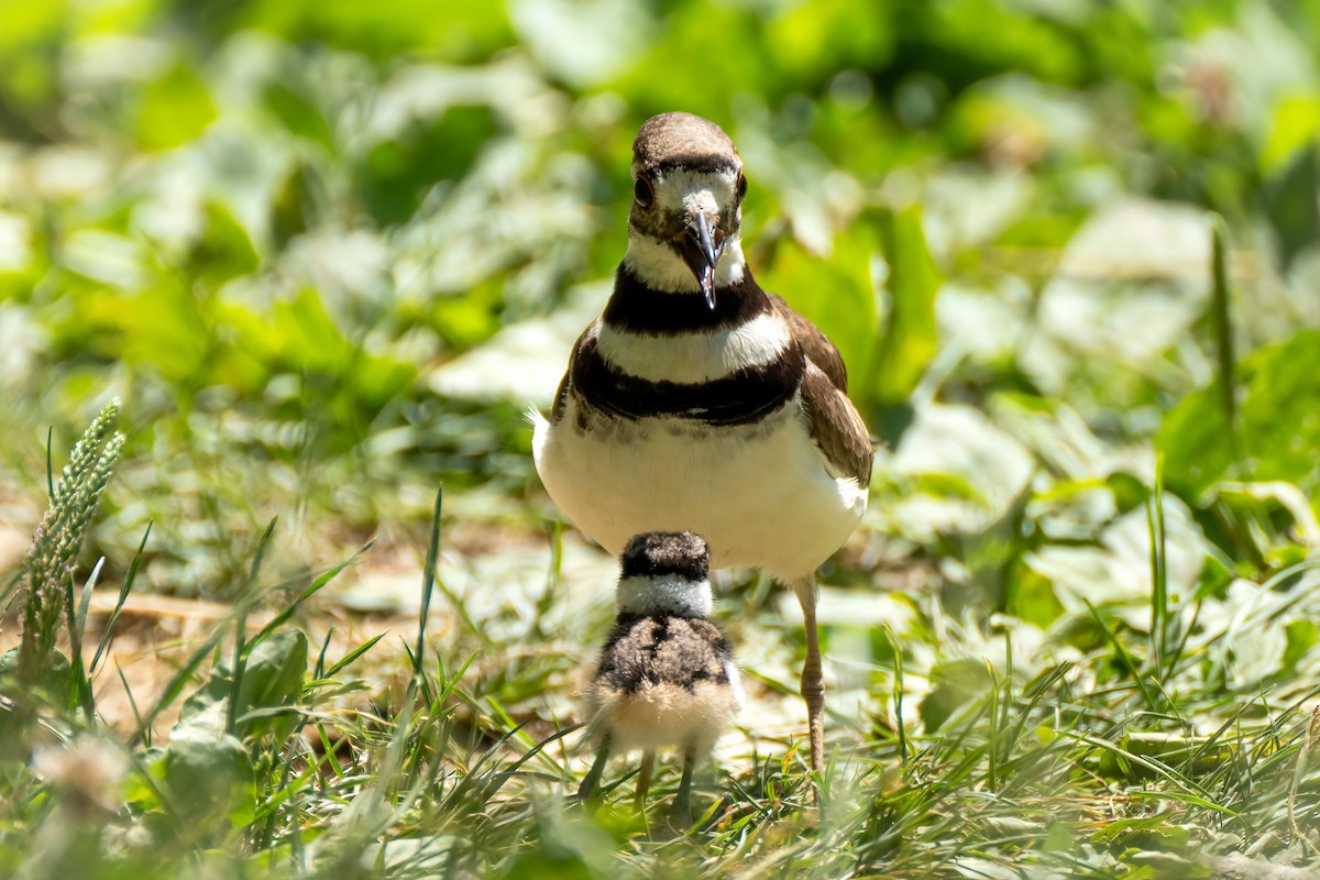 Killdeer - ML620608804