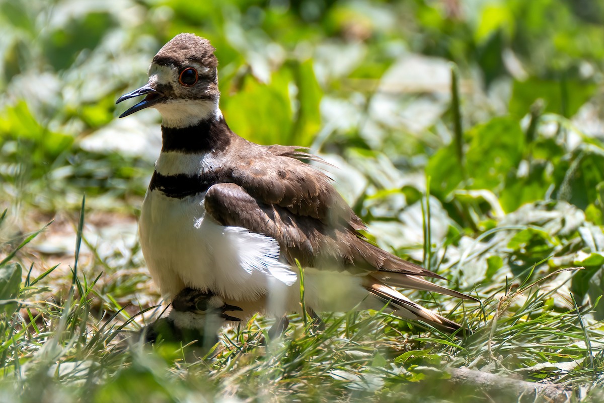 Killdeer - ML620608805