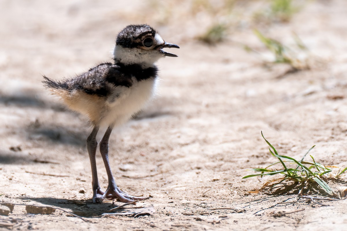 Killdeer - ML620608806