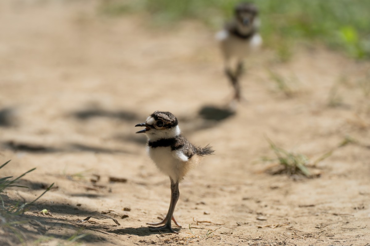 Killdeer - ML620608809