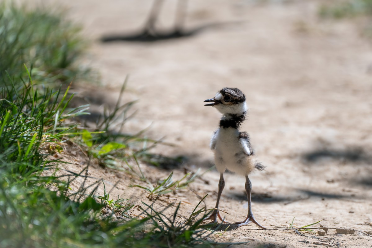 Killdeer - ML620608810