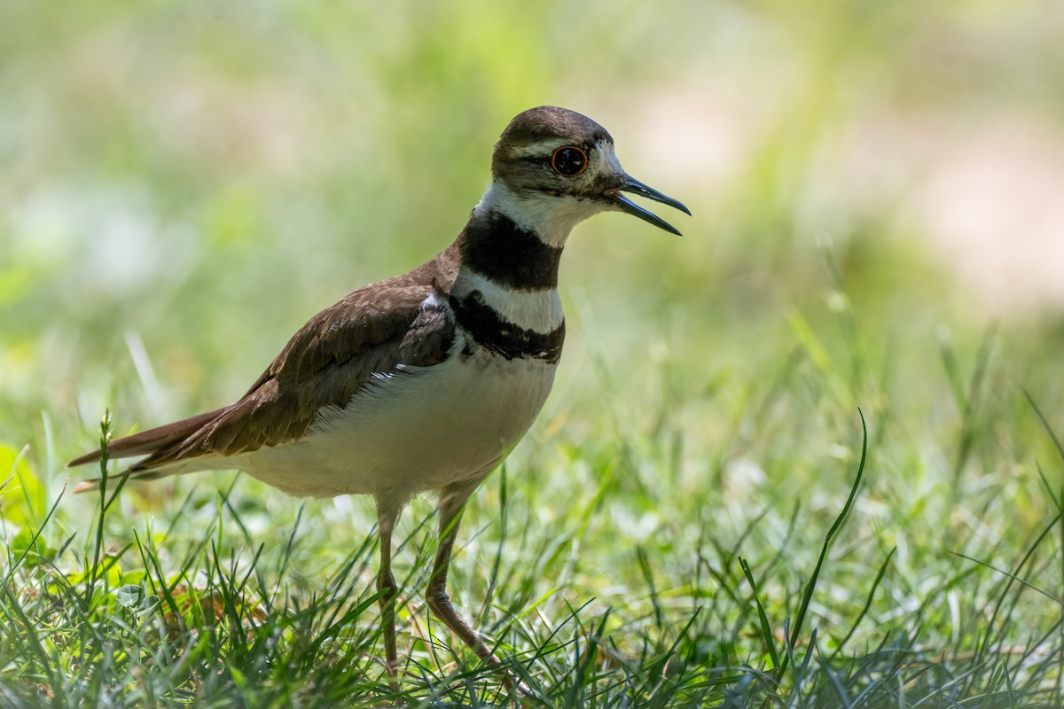 Killdeer - ML620608811