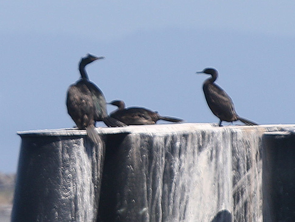 Double-crested Cormorant - Michael Blust