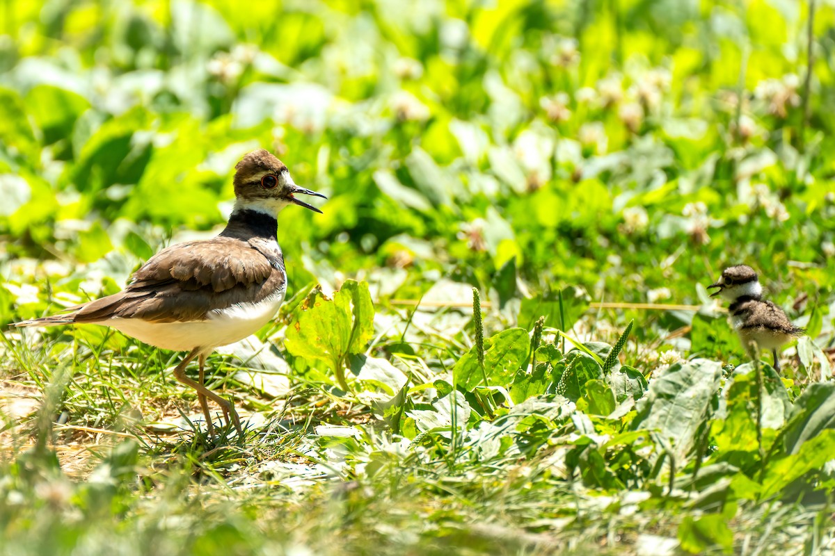 Killdeer - ML620608814