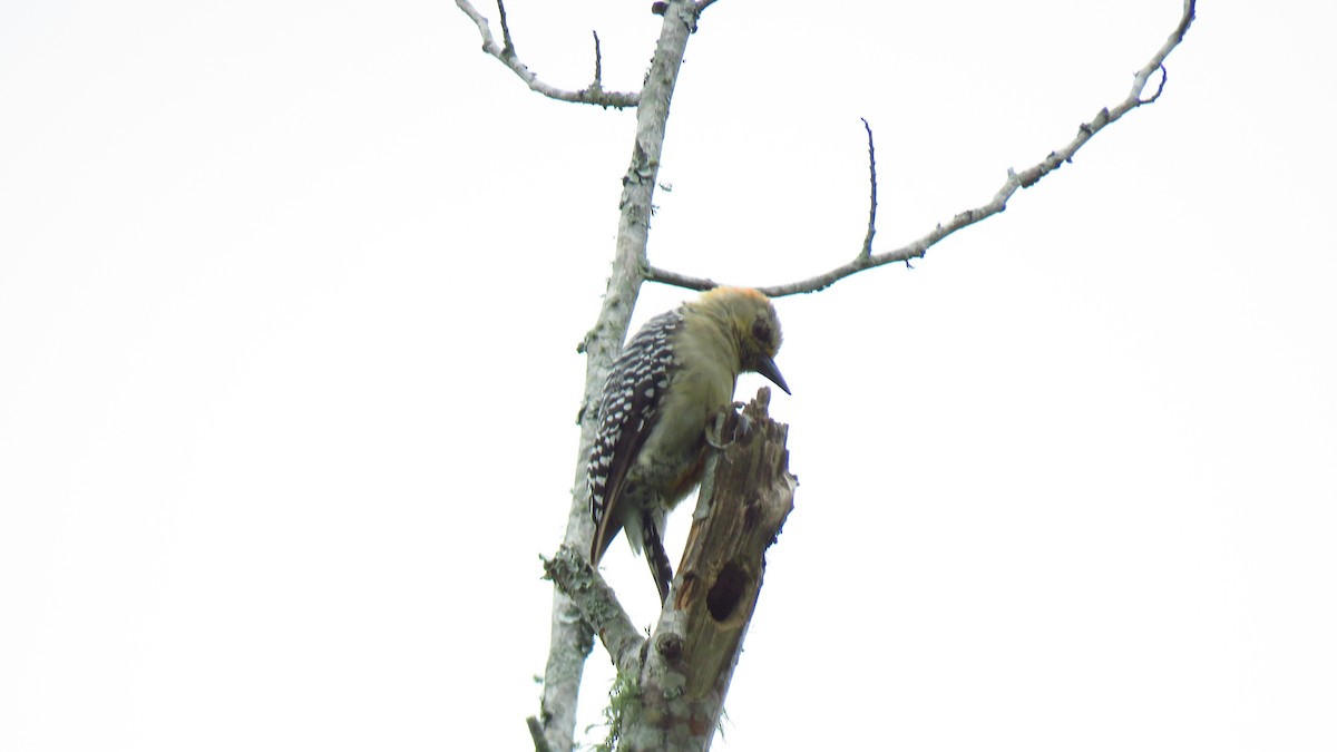 Red-crowned Woodpecker - ML620608816