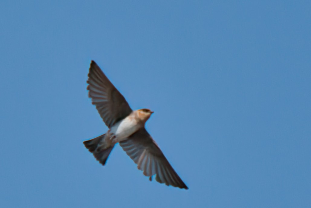 Northern Mockingbird - ML620608818