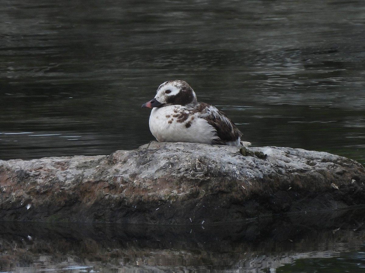 Long-tailed Duck - Mark Jennings