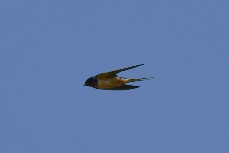 Barn Swallow - Carmen Ricer