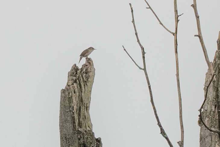 House Wren - John Mann