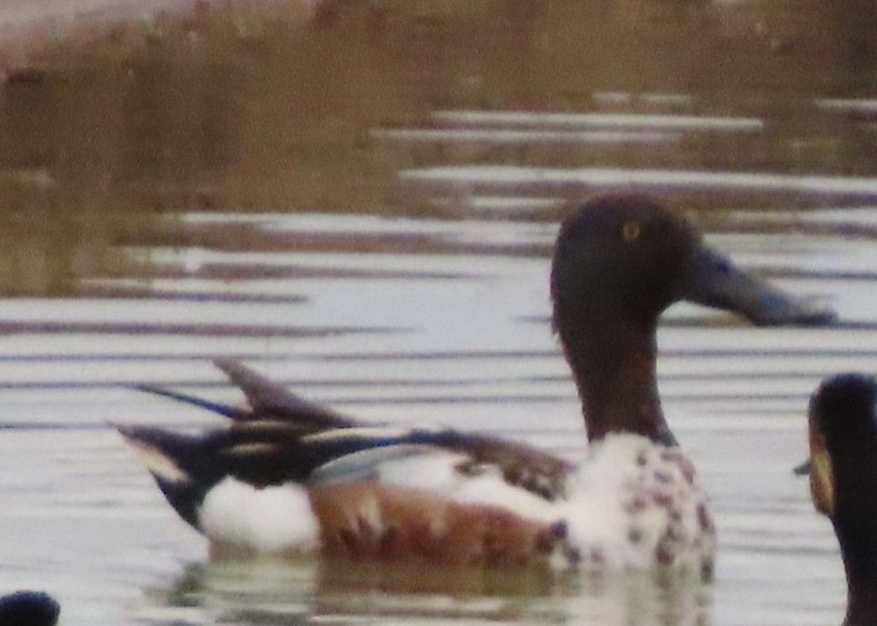 Northern Shoveler - ML620608834