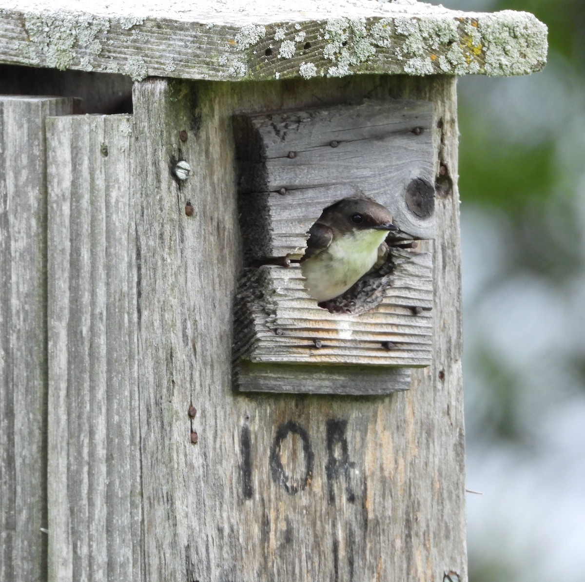 Golondrina Bicolor - ML620608836