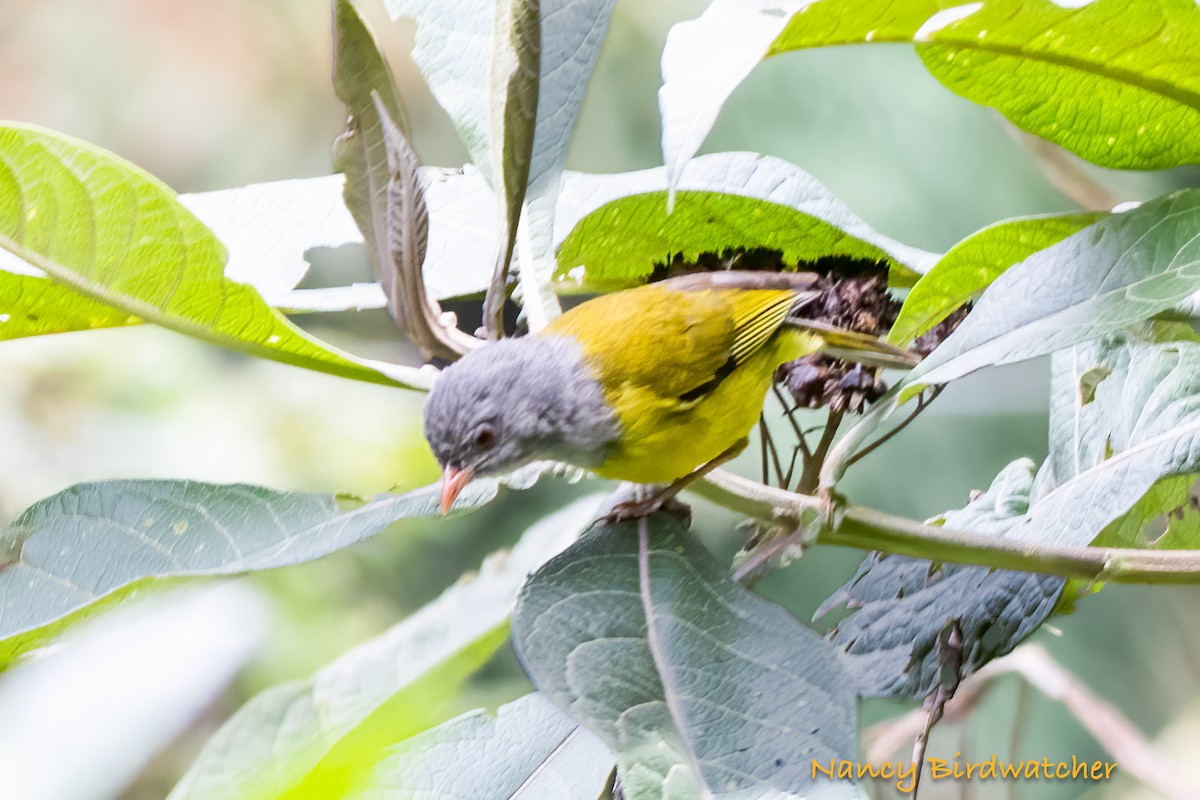 Gray-hooded Bush Tanager - ML620608845