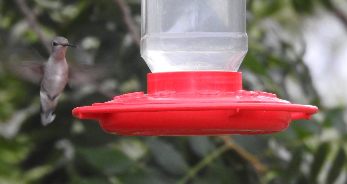 Black-chinned Hummingbird - ML620608850