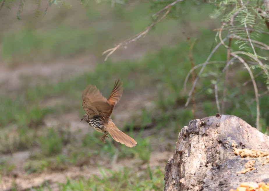 Long-billed Thrasher - ML620608853