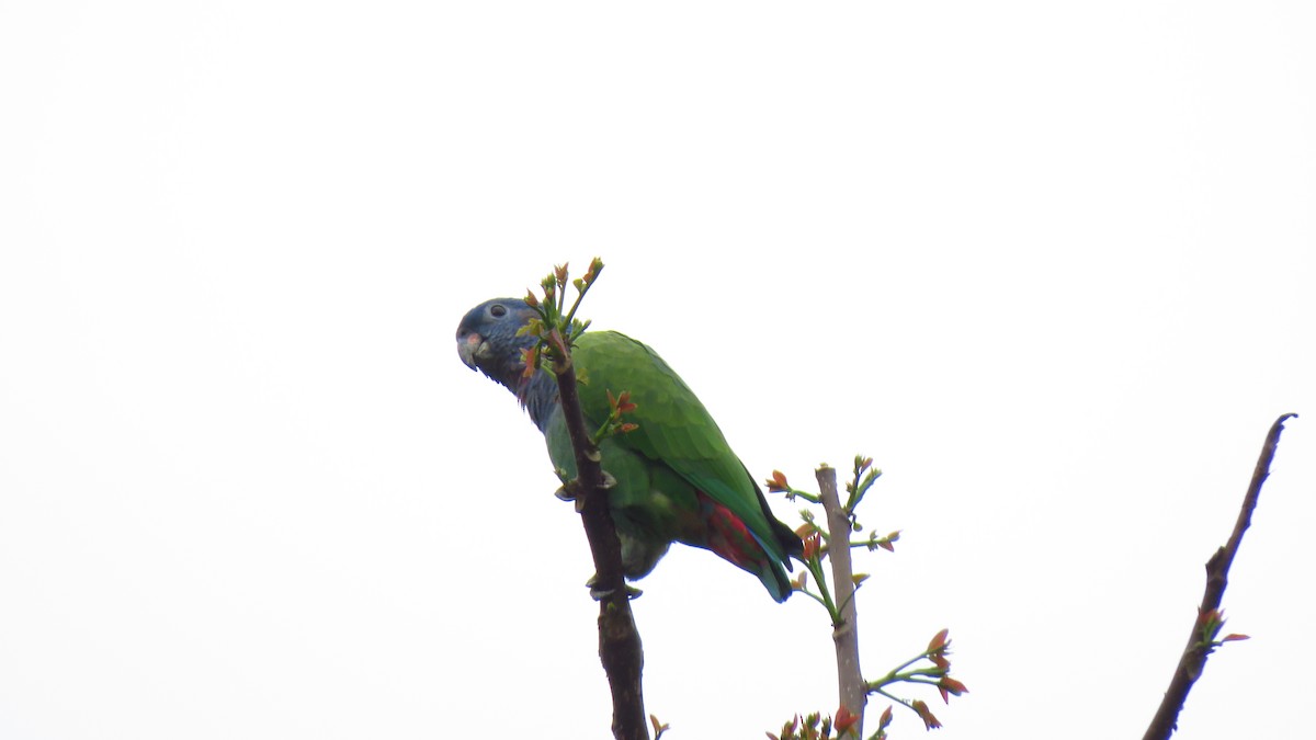Blue-headed Parrot - ML620608855