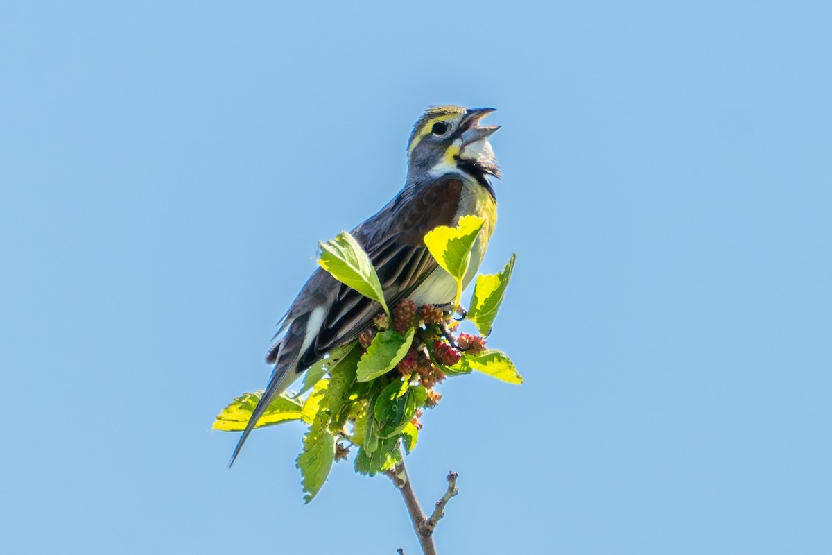 Dickcissel - ML620608858