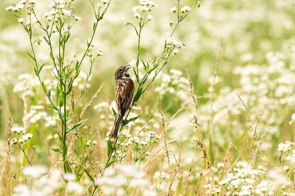 Dickcissel - ML620608861