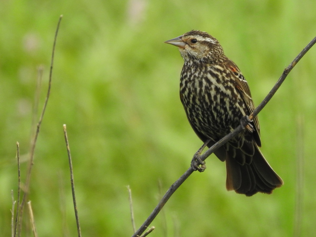 Red-winged Blackbird - ML620608862