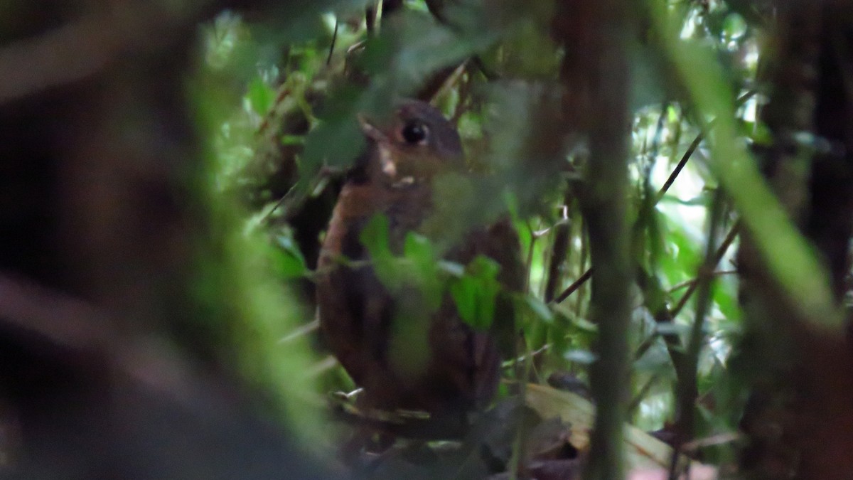 Scaled Antpitta - ML620608865