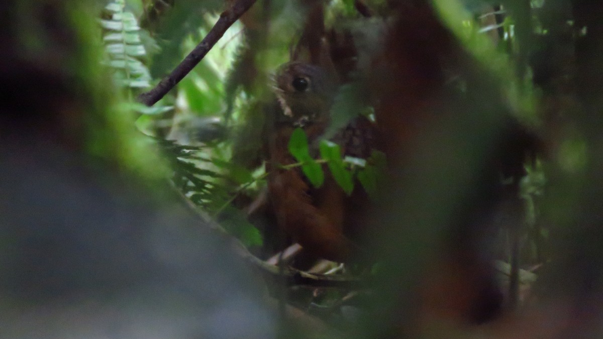 Scaled Antpitta - ML620608866