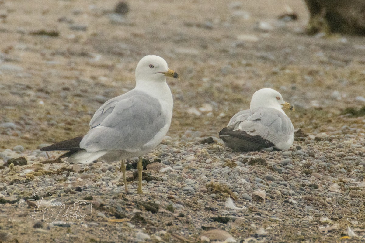 Ring-billed Gull - ML620608868