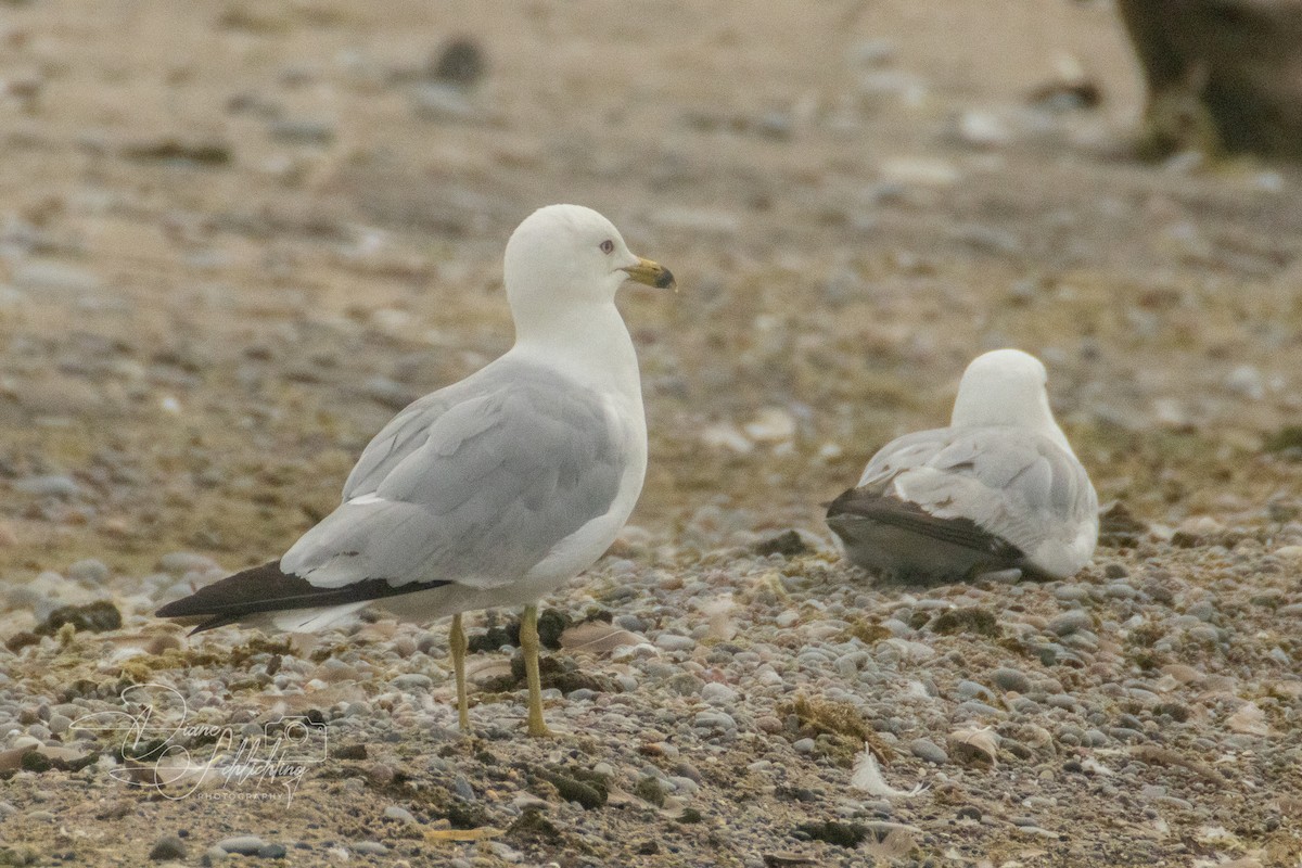 Ring-billed Gull - ML620608870