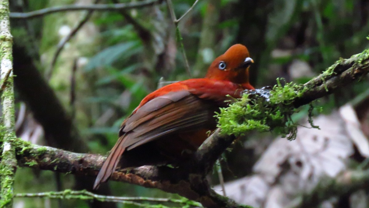 Andean Cock-of-the-rock - ML620608878