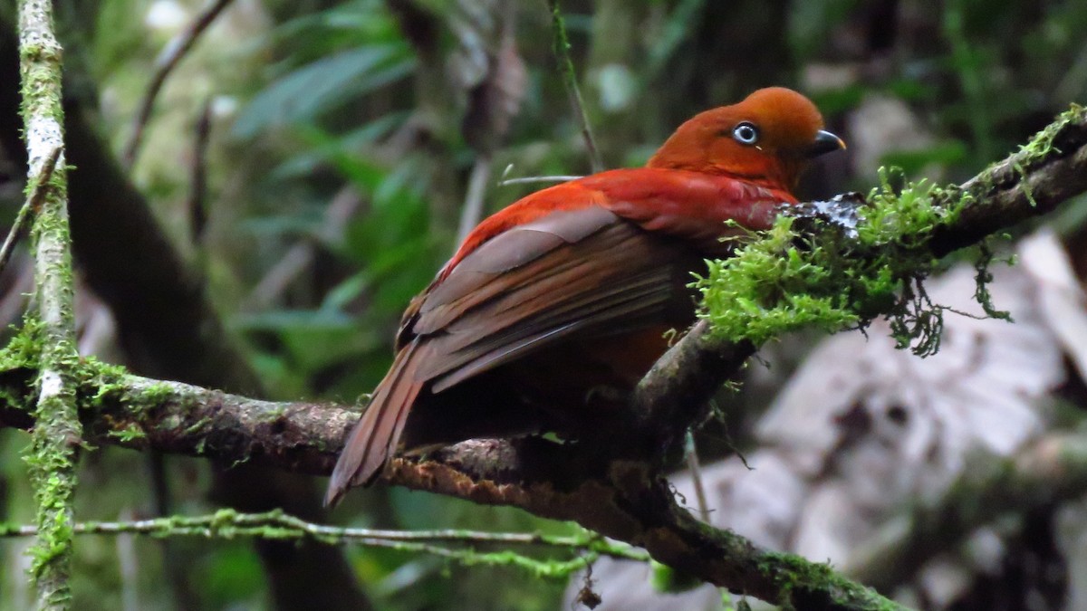 Andean Cock-of-the-rock - ML620608879