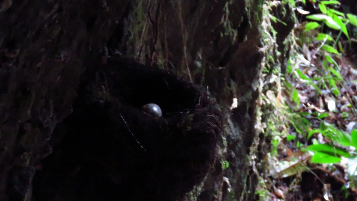 Andean Cock-of-the-rock - ML620608880