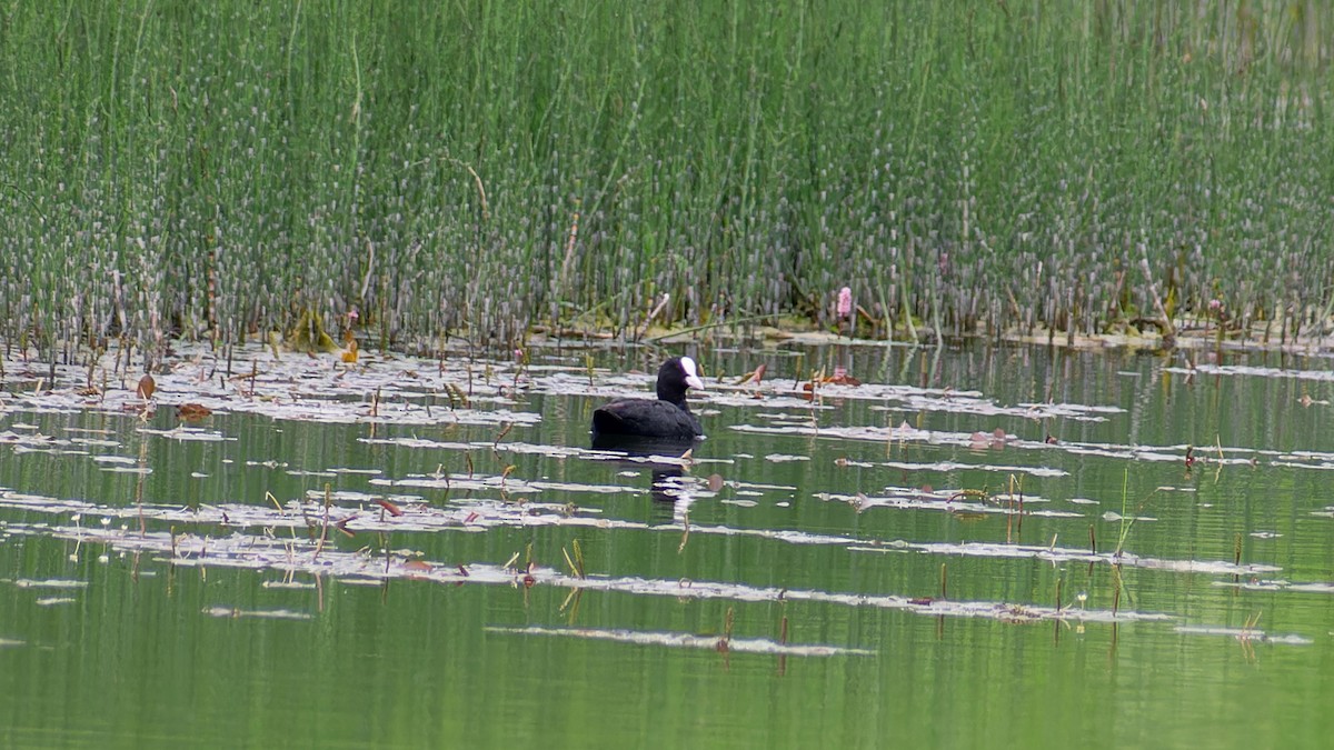 Eurasian Coot - ML620608882