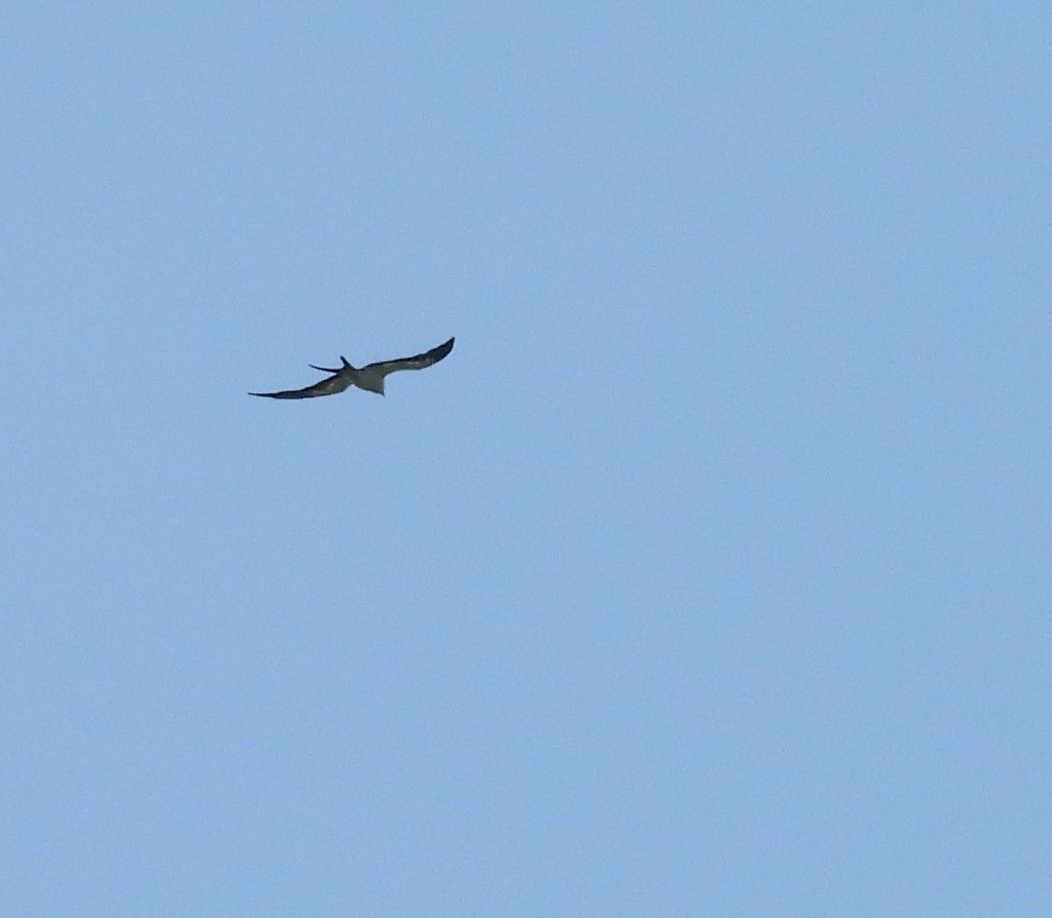 Swallow-tailed Kite - ML620608894