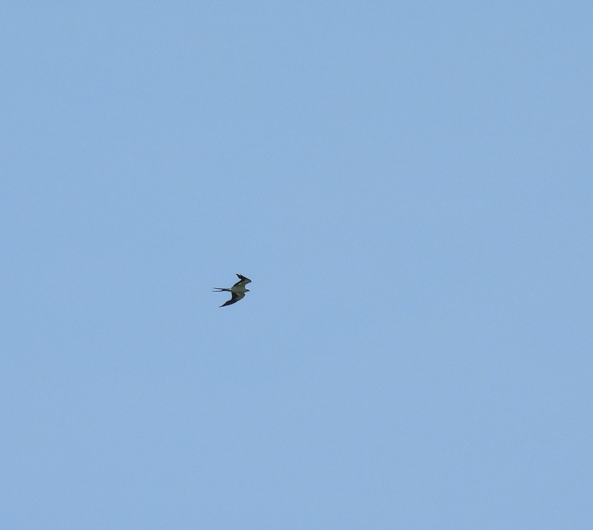 Swallow-tailed Kite - ML620608895