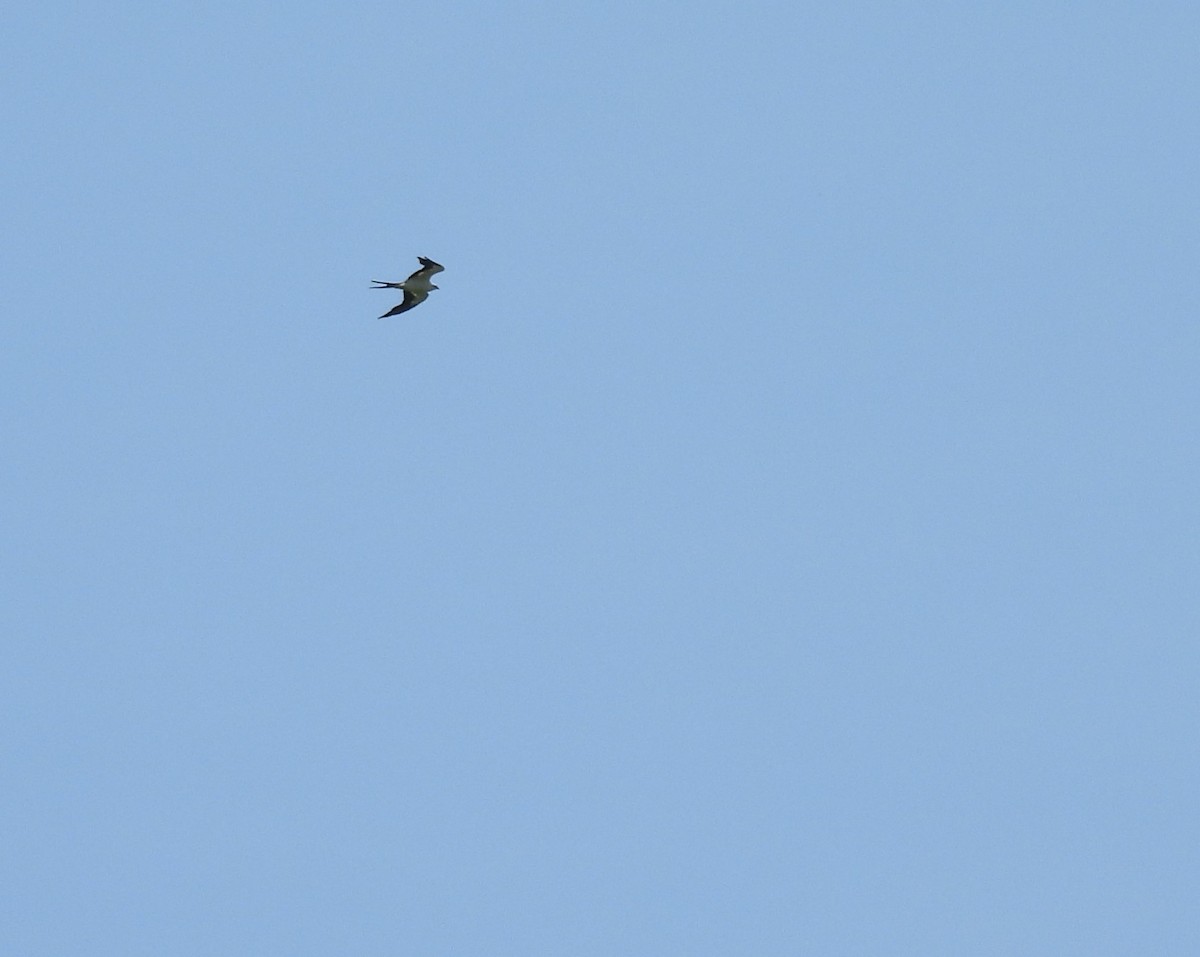 Swallow-tailed Kite - ML620608896