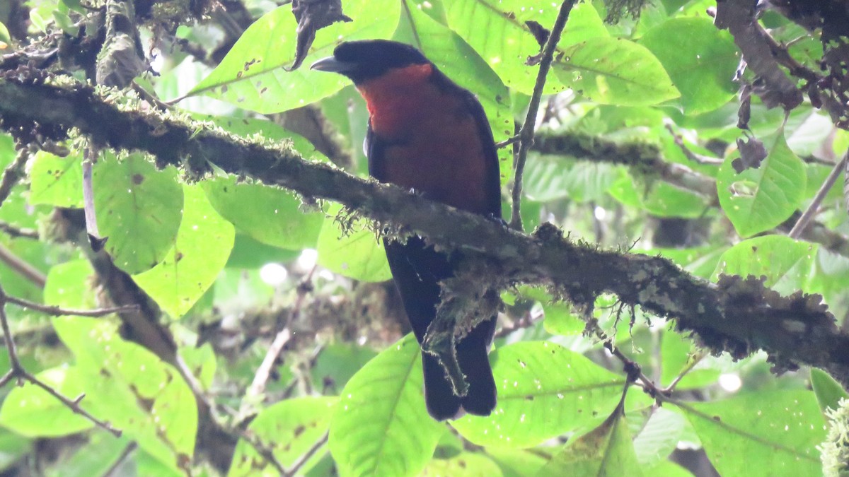 Red-ruffed Fruitcrow - ML620608897