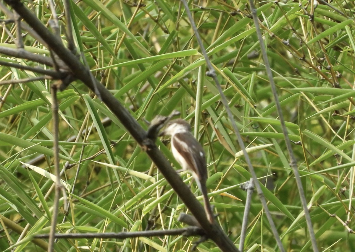 Bar-winged Flycatcher-shrike - ML620608899