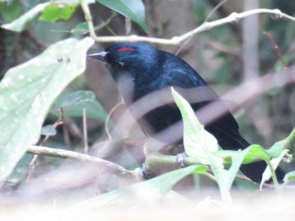 Ruby-crowned Tanager - ML620608901