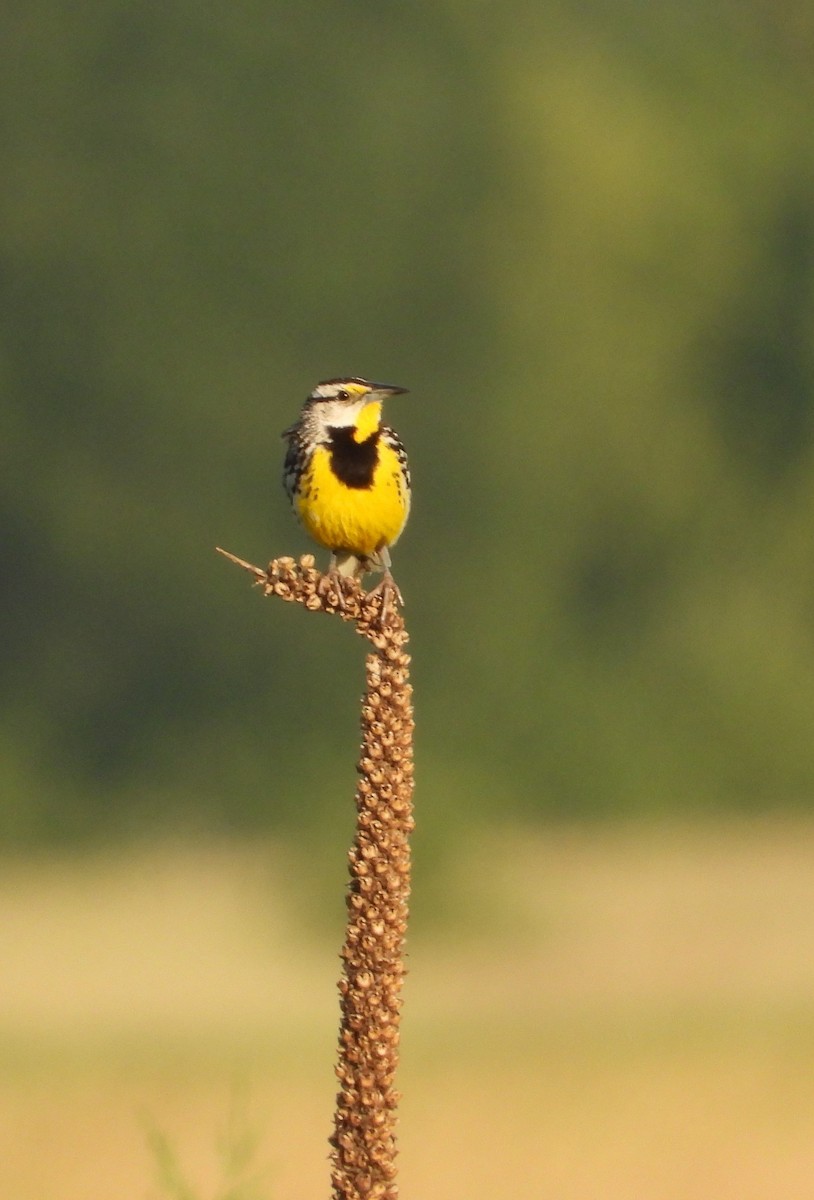 Eastern Meadowlark - ML620608917