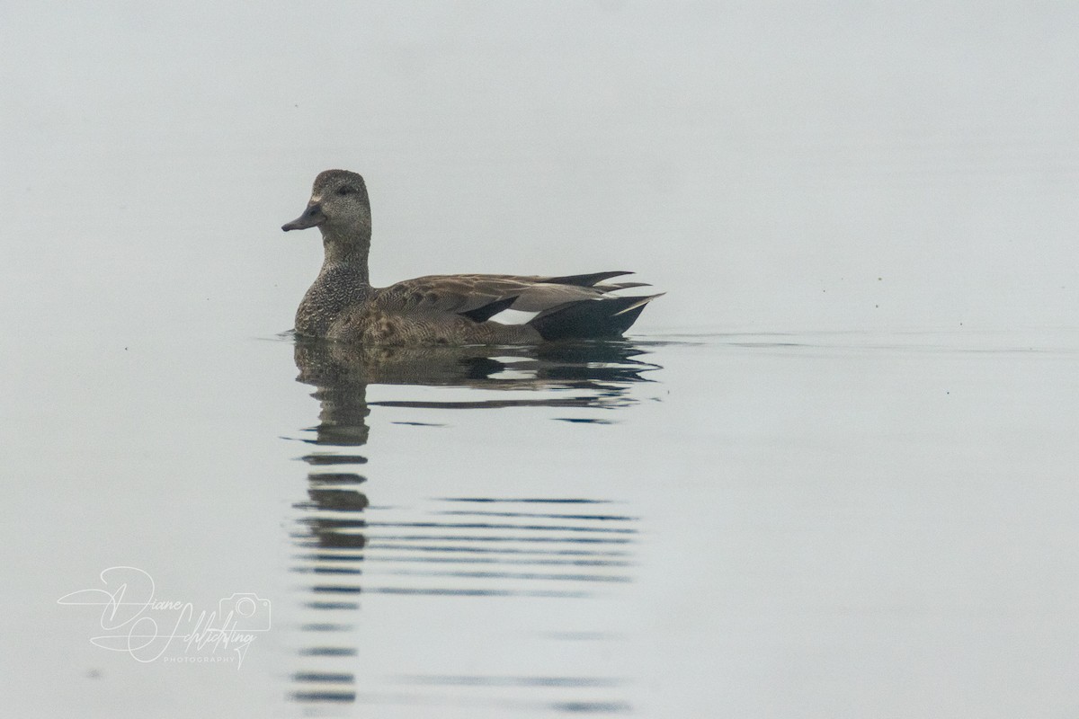 Gadwall - ML620608921