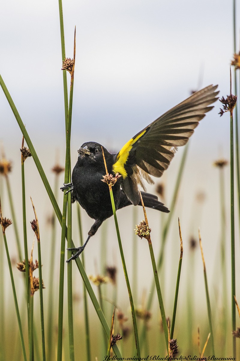 Yellow-winged Blackbird - Edison Buenano