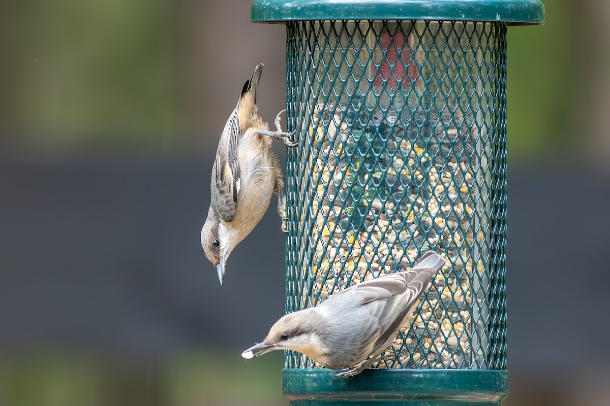 Brown-headed Nuthatch - ML620608929