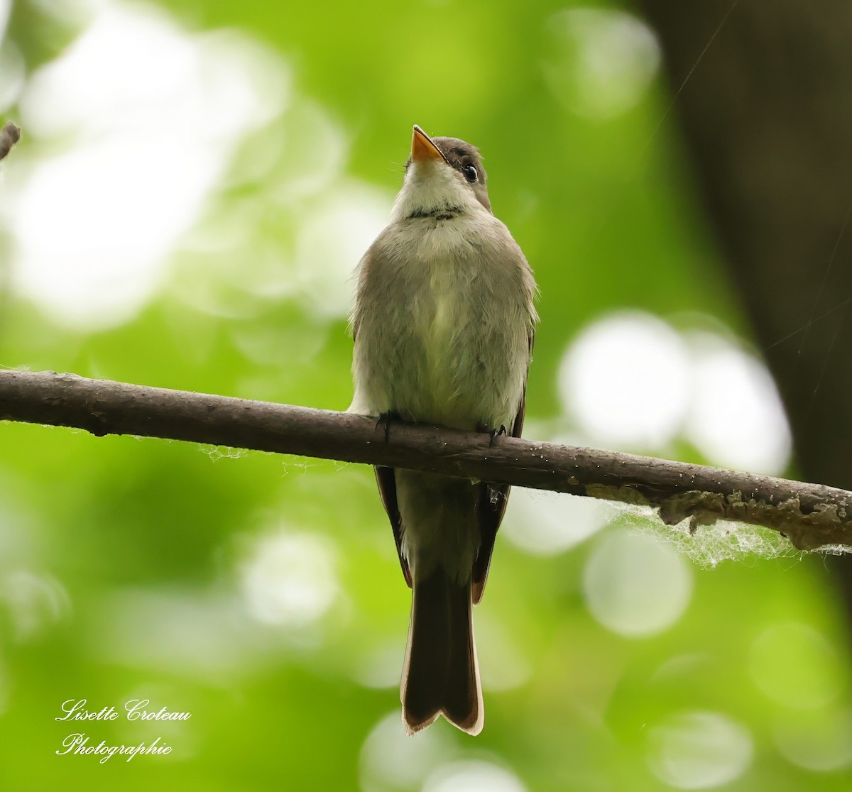 Eastern Wood-Pewee - ML620608932