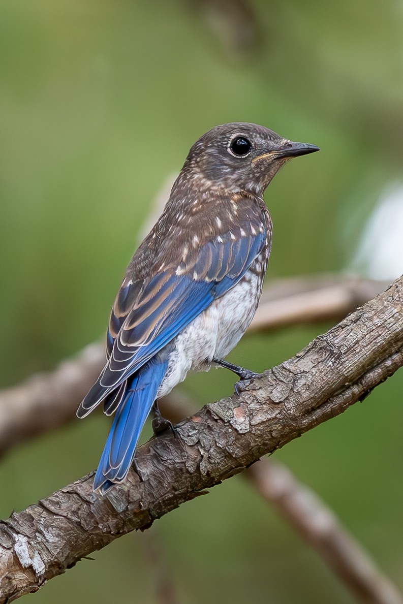 Eastern Bluebird - ML620608934